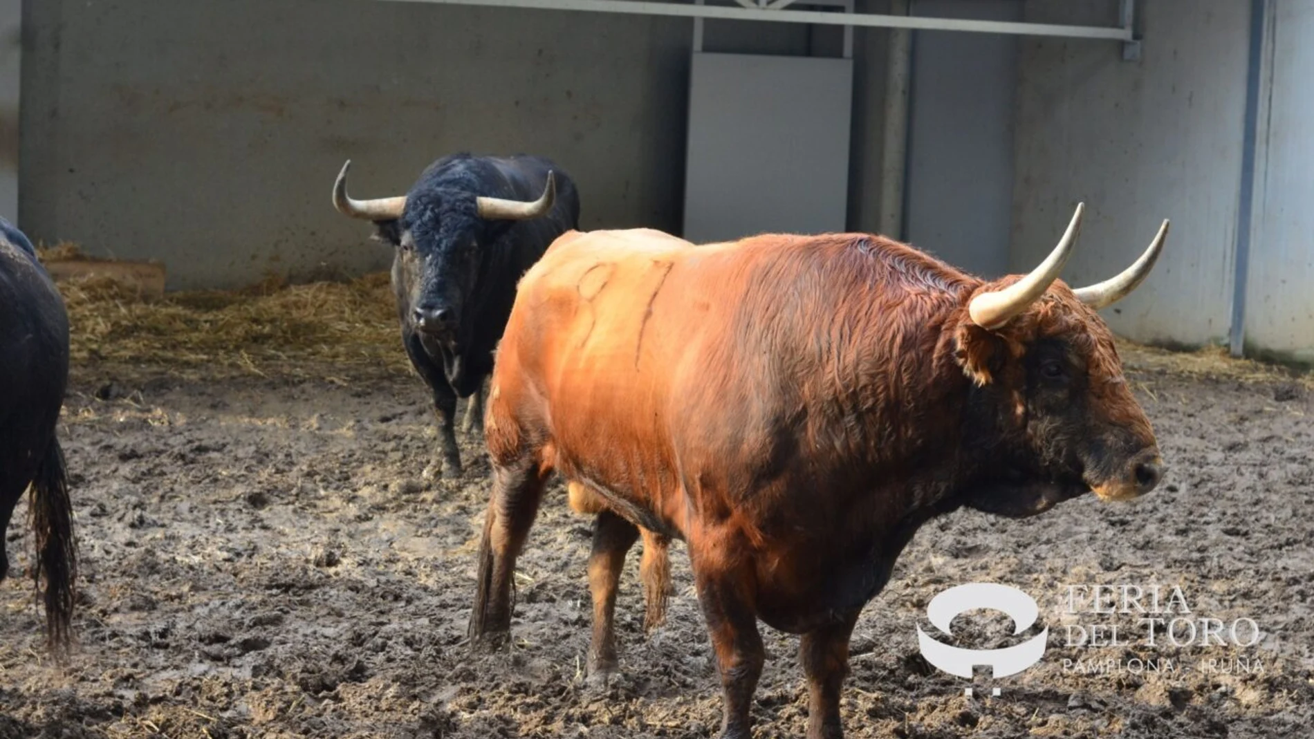 Jandillas, estos son los toros que se corren hoy en San Fermín, 11 de julio, y a los que les persigue la leyenda
