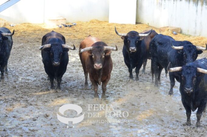 La Palmosilla, estos son los toros que corren hoy en San Fermín: así es la ganadería 