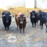 La Palmosilla, estos son los toros que corren hoy en San Fermín: así es la ganadería 