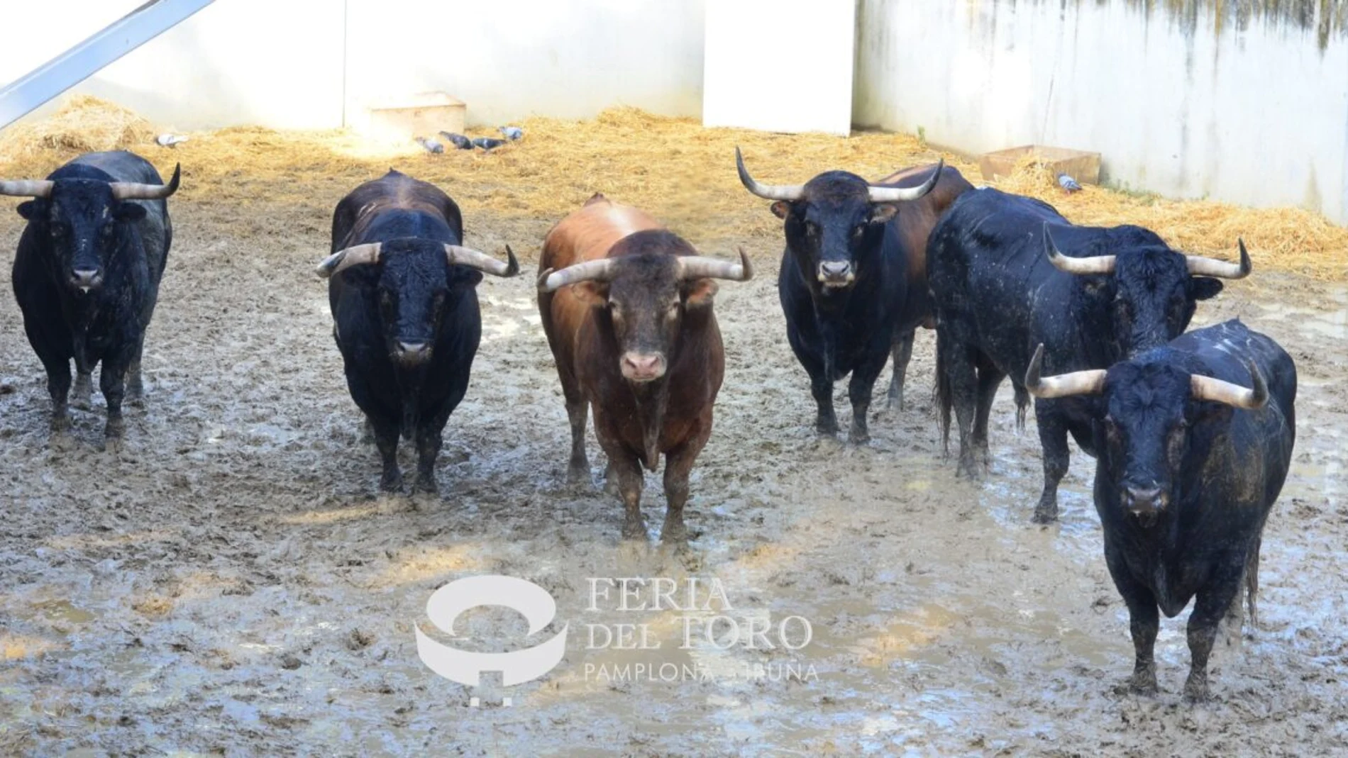 La Palmosilla, estos son los toros que corren hoy en San Fermín: así es la ganadería