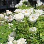 ¿Tus plantas tienen hojas amarillas? Descubre las causas y el truco para recuperarlas rápido