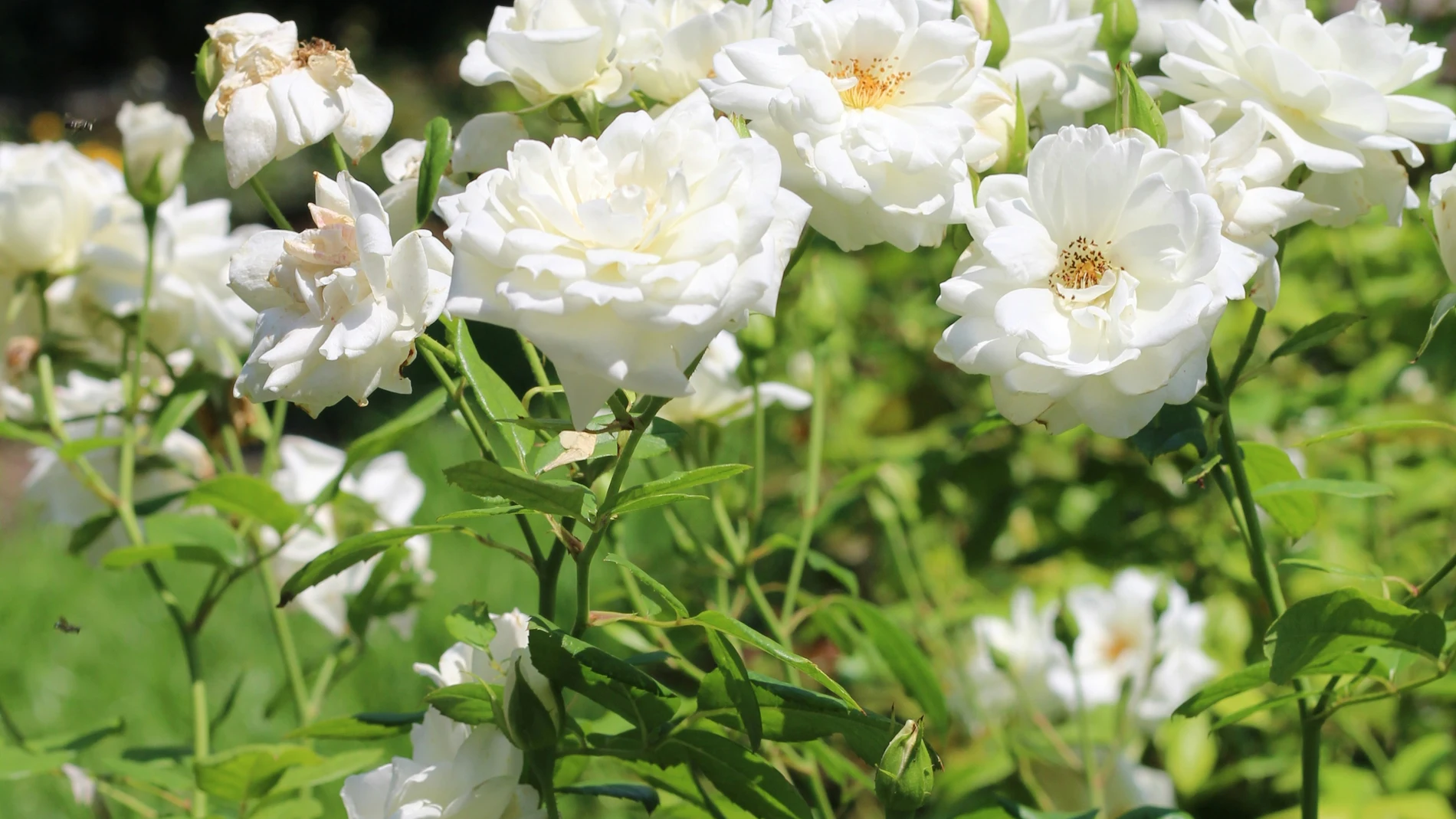 ¿Tus plantas tienen hojas amarillas? Descubre las causas y el truco para recuperarlas rápido