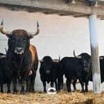 Estos son los imponentes toros de Fuente Ymbro y el orden en que se lidian esta tarde en Pamplona