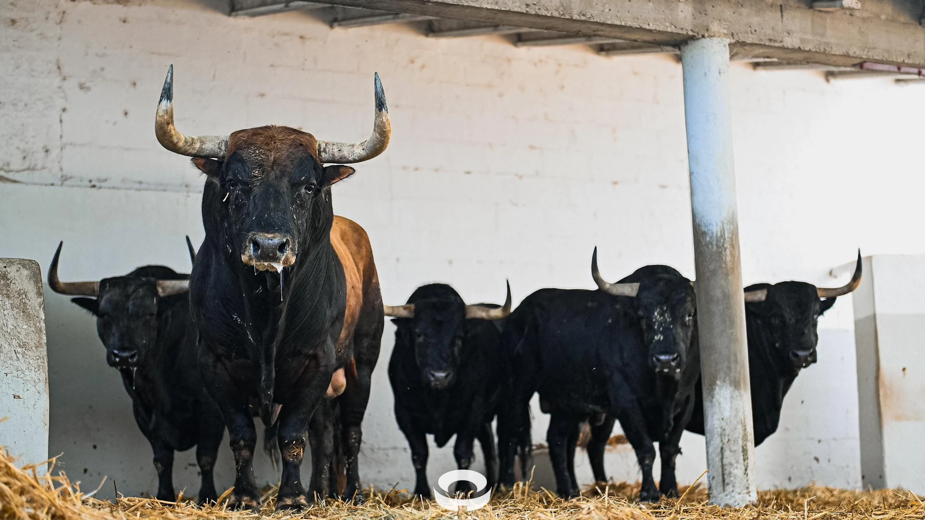 Estos son los imponentes toros de Fuente Ymbro y el orden en que se lidian esta tarde en Pamplona