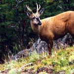 El exótico animal en peligro de extinción que cautiva a los biólogos: hace poco encontraron un ejemplar