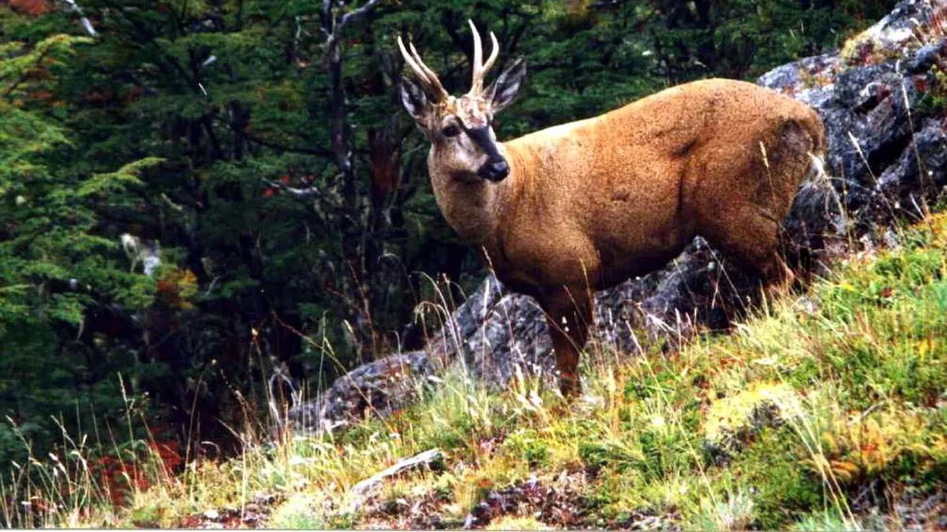Aunque forma parte del escudo de armas de Chile, es un animal difícil de avistar