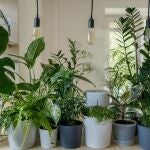 Todo el mundo lo tira por el fregadero: pero es oro para las plantas de interior