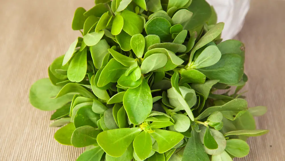 Ramas de verdaloga