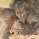 Dos babuinos chacma en una pelea, el macho a la derecha atacando a una hembra. En esta especie, los machos son el doble de grandes que las hembras y son dominantes sobre ellas.