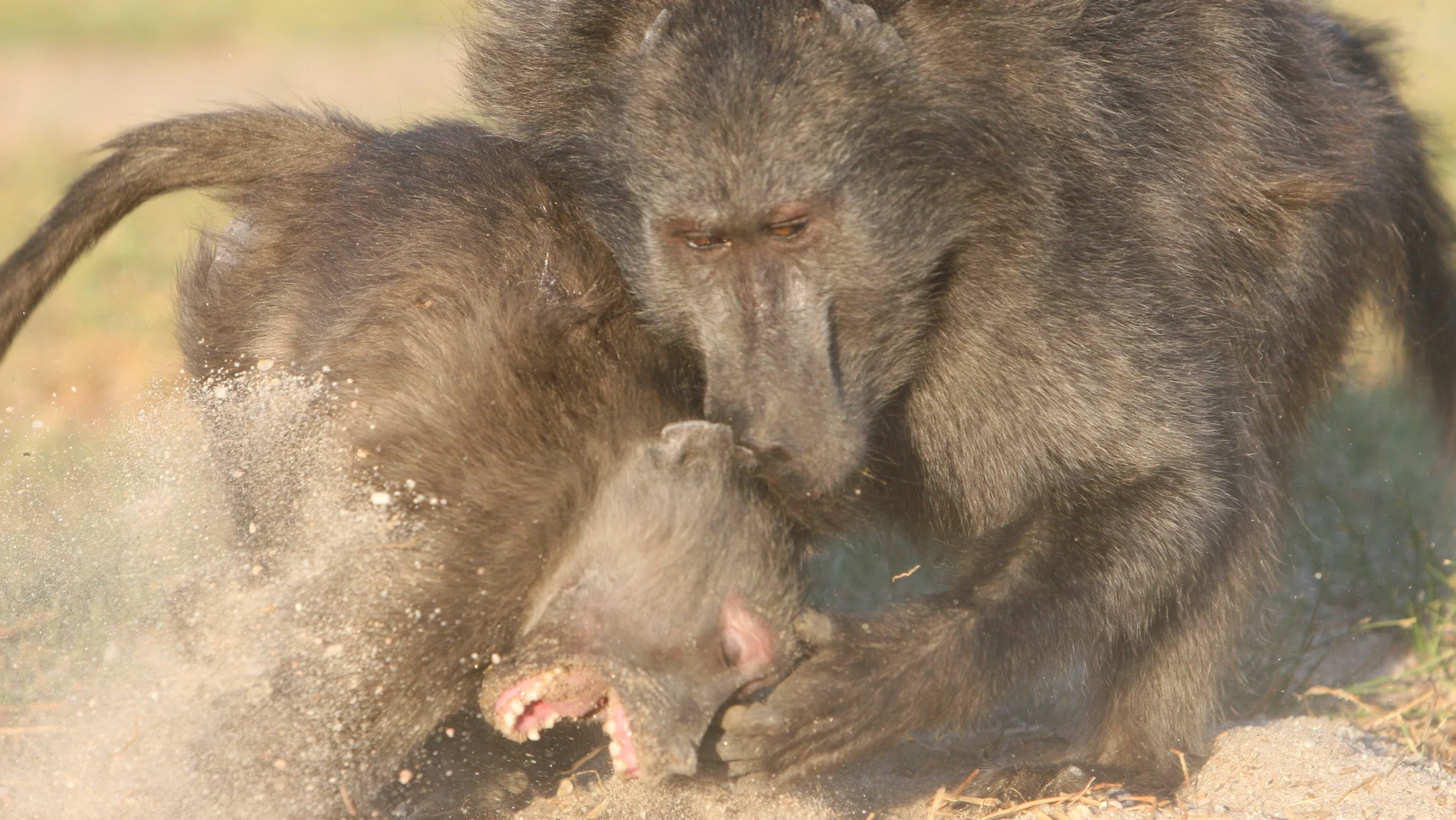 Dos babuinos chacma en una pelea, el macho a la derecha atacando a una hembra. En esta especie, los machos son el doble de grandes que las hembras y son dominantes sobre ellas.
