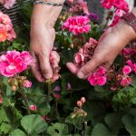 No quites las flores marchitas de estas plantas si no quieres arruinarlas