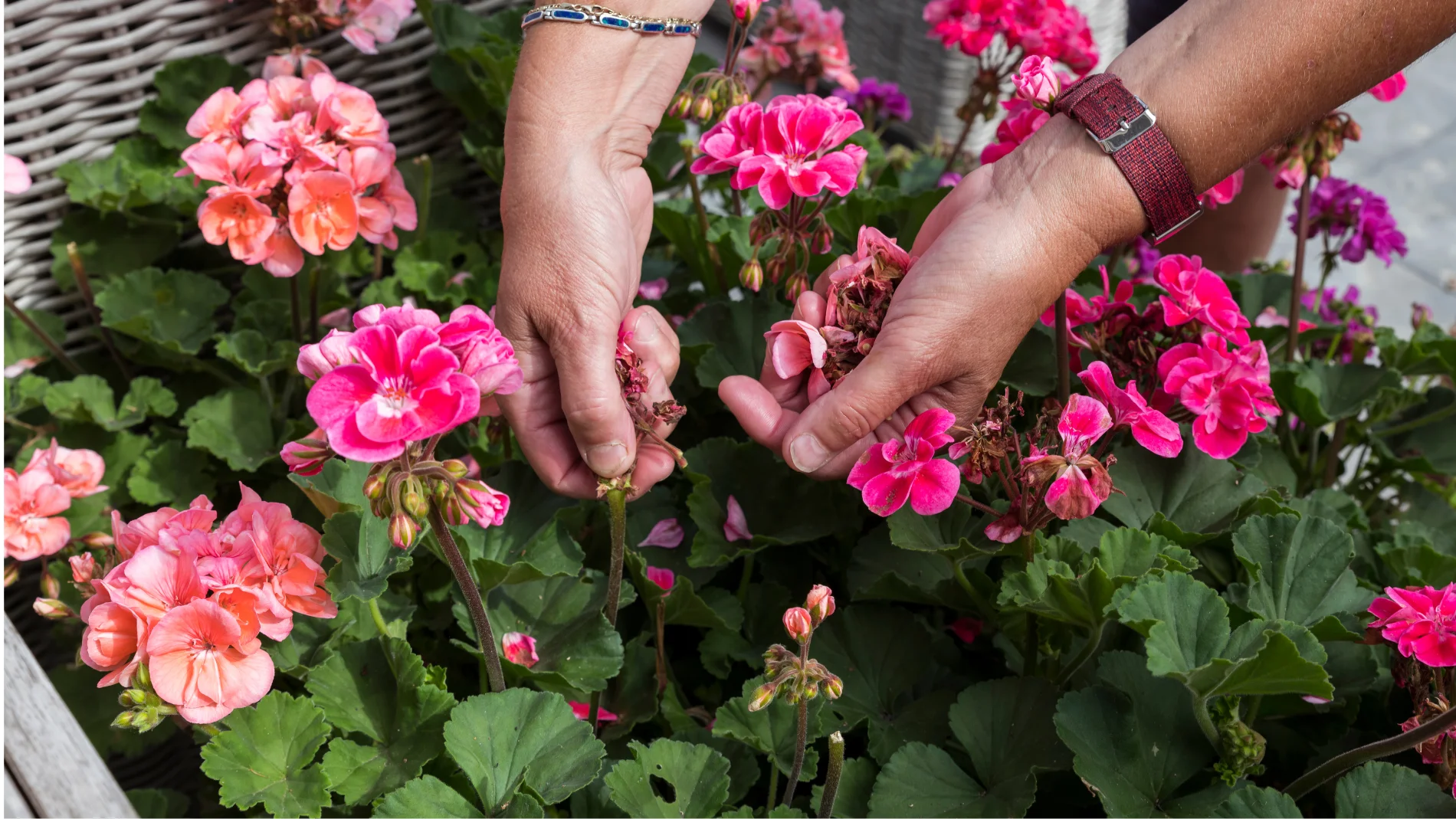 No quites las flores marchitas de estas plantas si no quieres arruinarlas