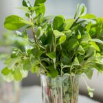 La planta que sobrevive al calor extremo y puedes incluirla en tu dieta: se come cruda o cocida