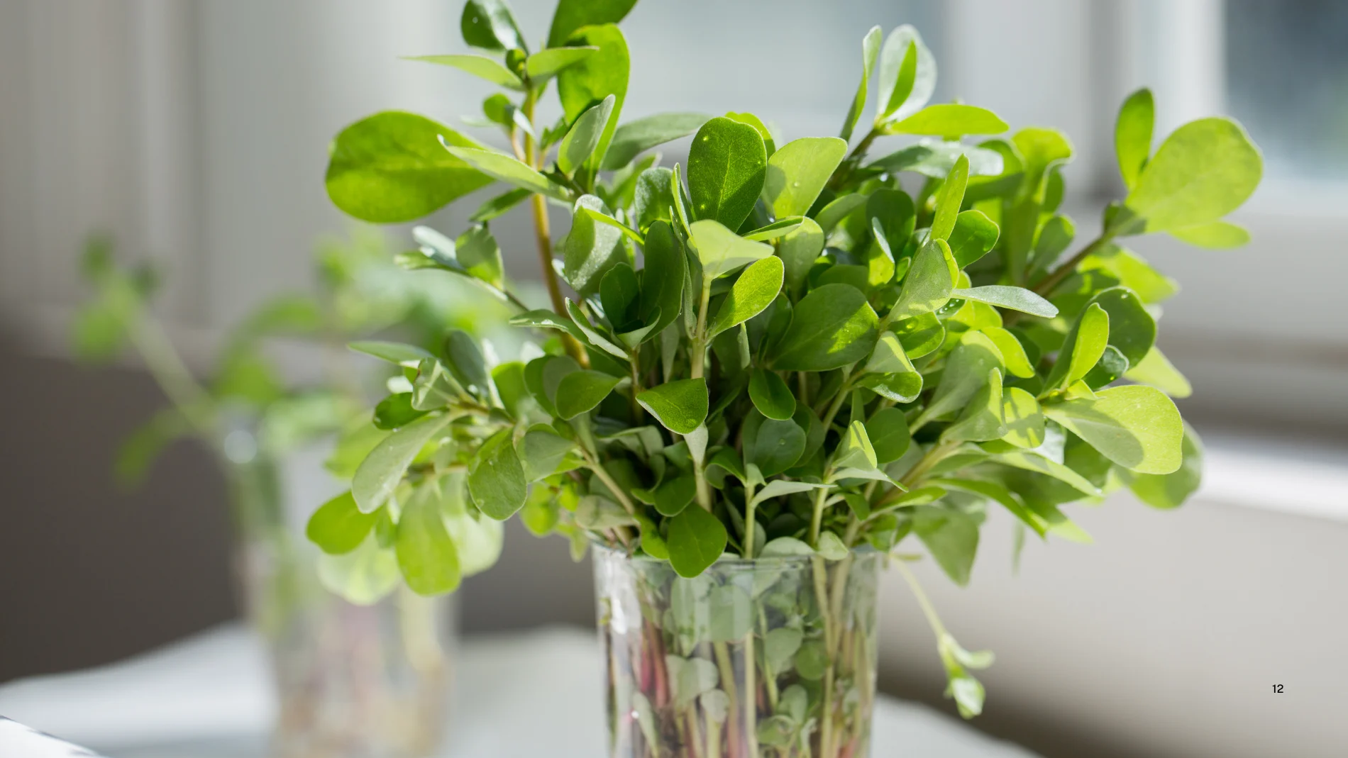 La planta que sobrevive al calor extremo y puedes incluirla en tu dieta: se come cruda o cocida