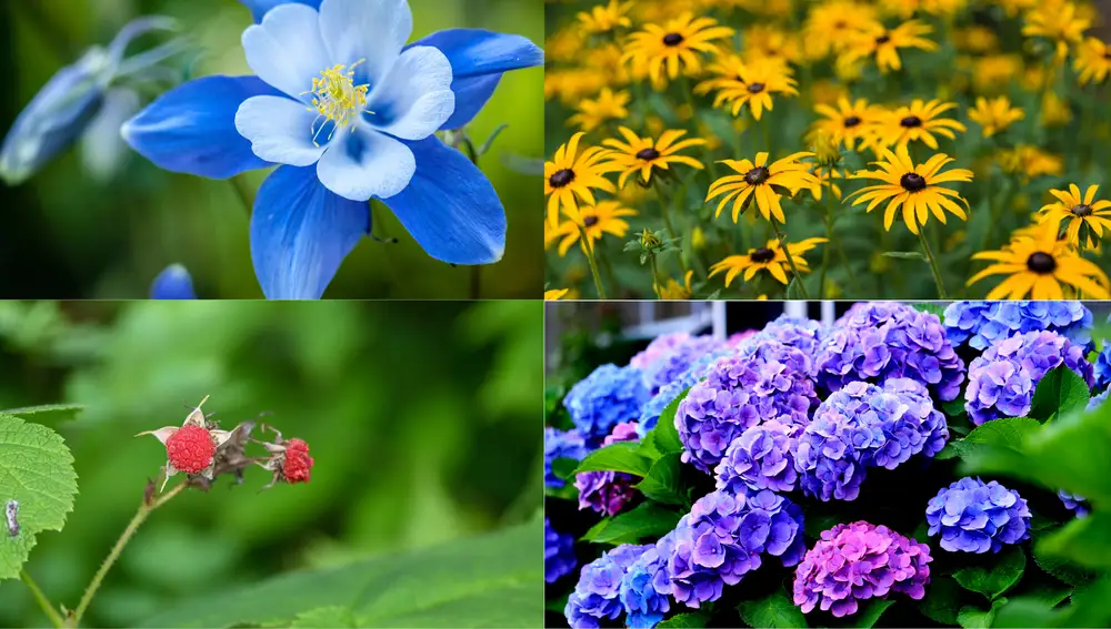 Ciertas flores que es mejor no "podar"