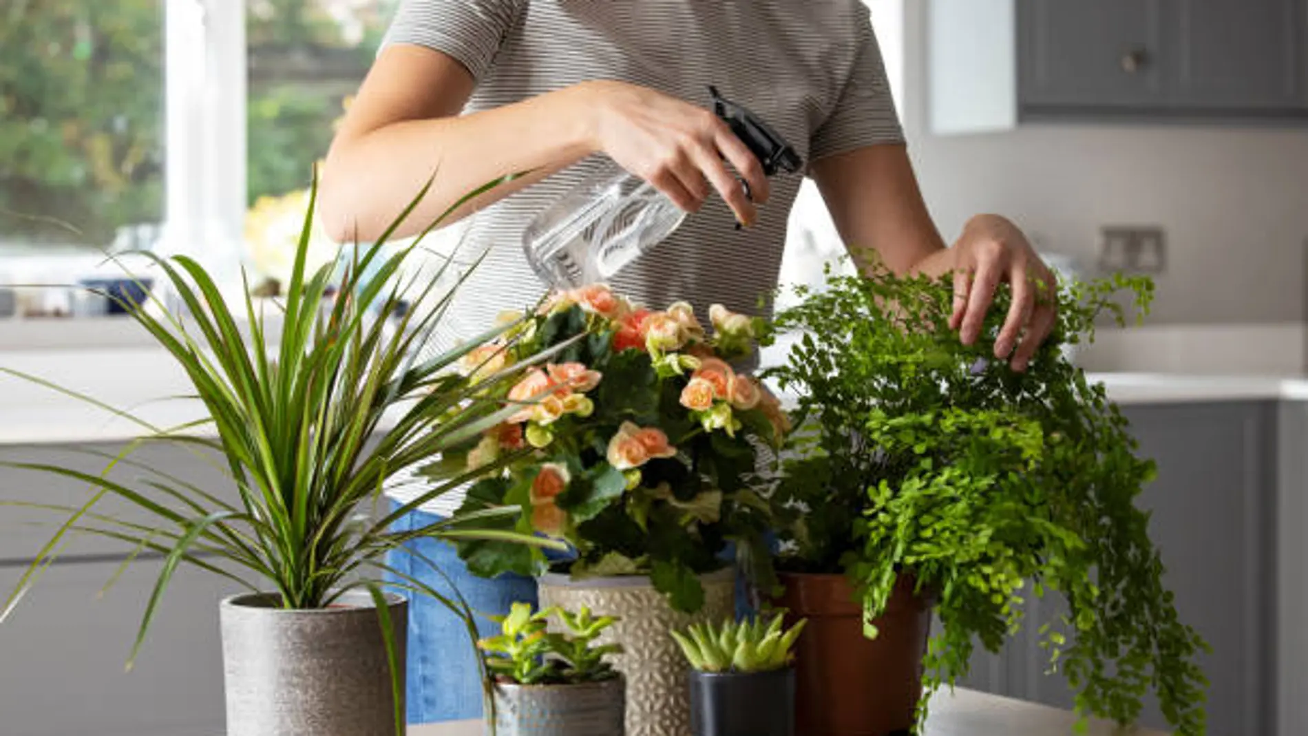 Esta es la mejor hora para regar las plantas: hará que florezcan y se mantengan verdes
