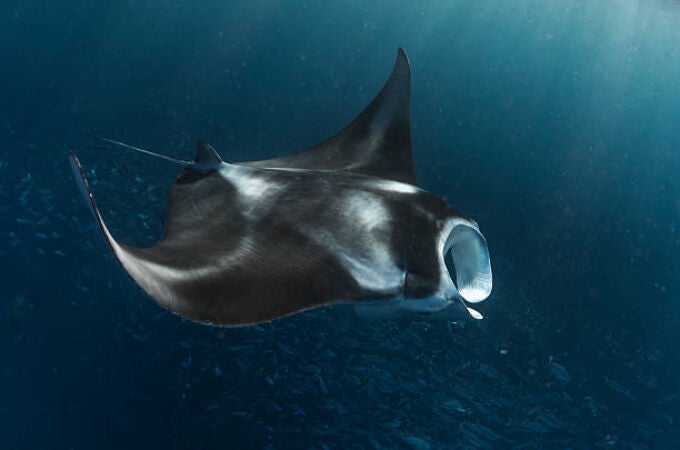 Este es el motivo de que estén apareciendo tantas mantarrayas, delfines y ballenas en las playas de Baleares