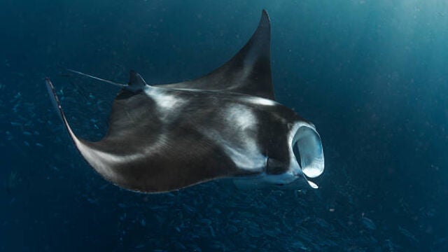 Este es el motivo de que estén apareciendo tantas mantarrayas, delfines y ballenas en las playas de Baleares