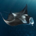 Este es el motivo de que estén apareciendo tantas mantarrayas, delfines y ballenas en las playas de Baleares