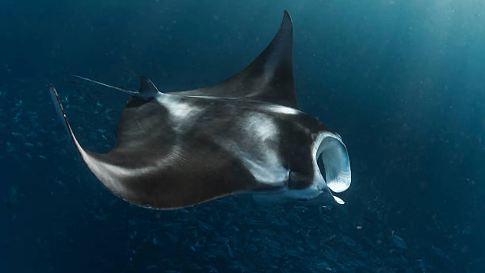 Este es el motivo de que estén apareciendo tantas mantarrayas, delfines y ballenas en las playas de Baleares