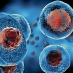 Los tratamientos con células madre podrían curar un gran número de enfermedades