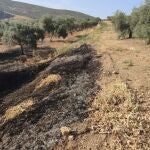 Córdoba.- Asaja critica que la obligación de mantener la cubierta vegetal ha provocado ya incendios en varios olivares