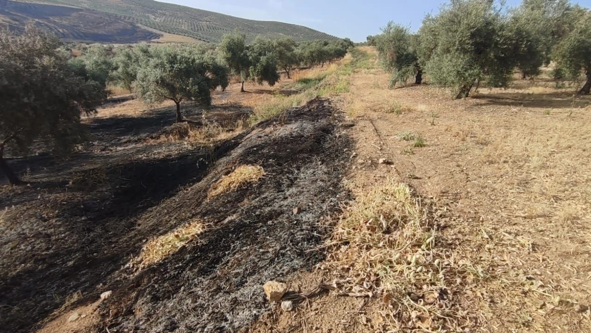 Uno de los olivares afectados por incendios de la cubierta vegetal en el terreno. REMITIDA / HANDOUT por ASAJA CÓRDOBA Fotografía remitida a medios de comunicación exclusivamente para ilustrar la noticia a la que hace referencia la imagen, y citando la procedencia de la imagen en la firma 08/07/2025