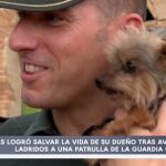 Este adorable yorkshire salva la vida de su dueño