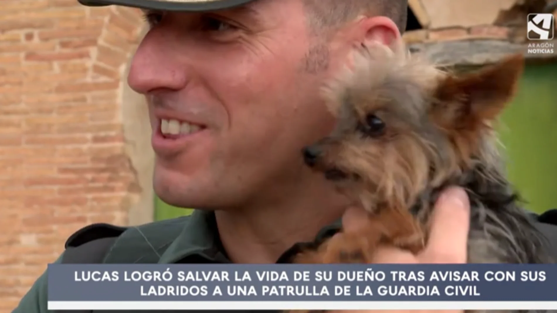 Este adorable yorkshire salva la vida de su dueño