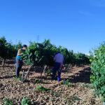 Sandra Alonso y Pedro Alonso en el viñedo