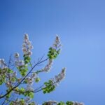 Este árbol crece a toda velocidad y transforma tu jardín en un oasis (incluso a 40°C)