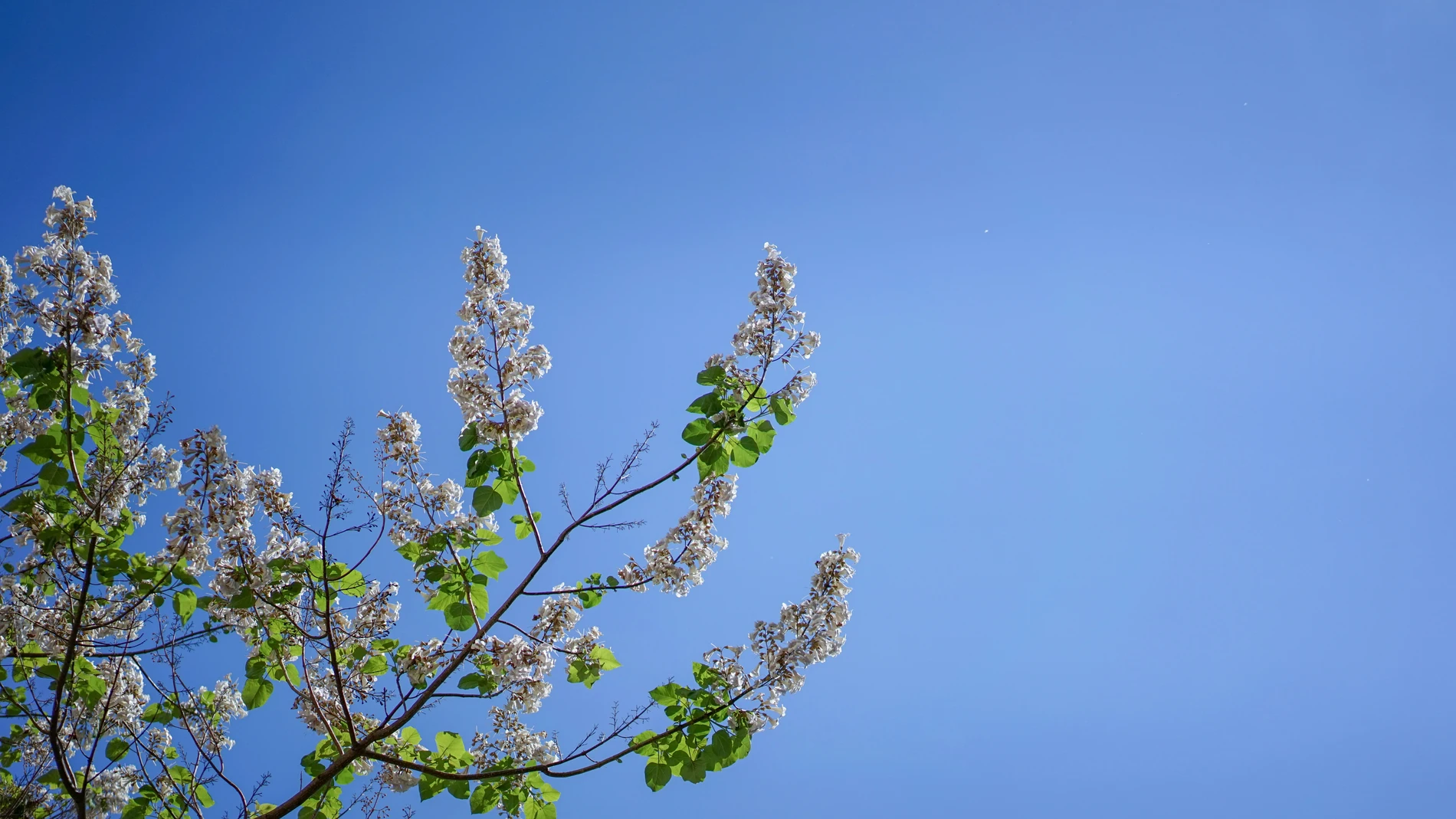 Este árbol crece a toda velocidad y transforma tu jardín en un oasis (incluso a 40°C)