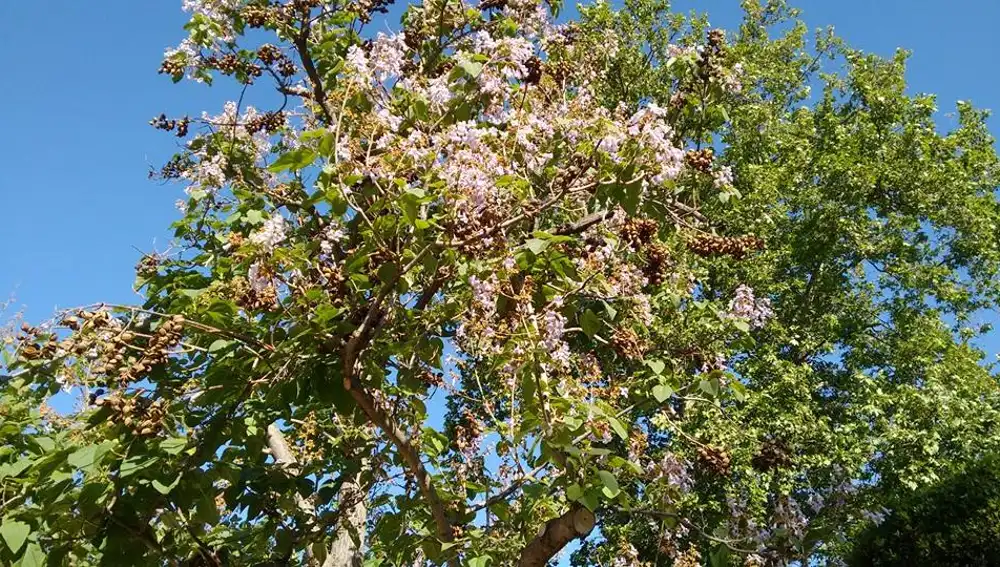 El árbol que crece a toda velocidad y convierte tu jardín en un oasis, incluso a 40 °C