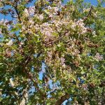 El árbol que crece a toda velocidad y convierte tu jardín en un oasis, incluso a 40 °C