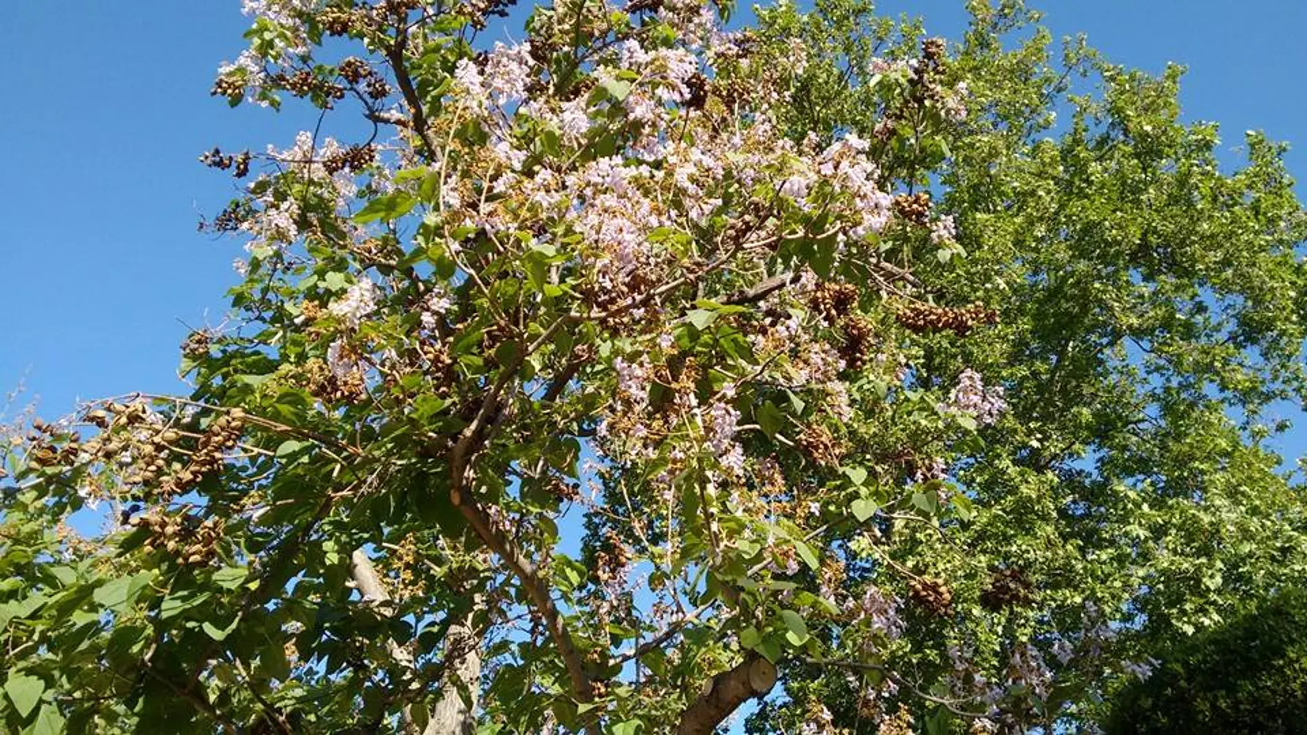 El árbol que crece a toda velocidad y convierte tu jardín en un oasis, incluso a 40 °C