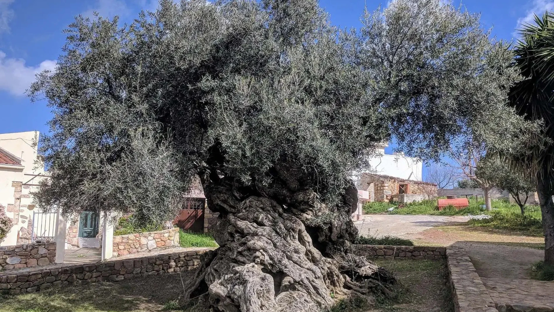 El árbol que lo ha visto todo: 4.000 años de vida y aceitunas sin descanso