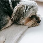 Imagen de archivo de un perro