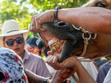 A caballo regalado, no le mires el diente