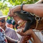 A caballo regalado, no le mires el diente