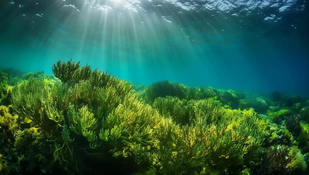 Plantas marinas