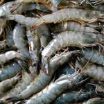 Así son los langostinos que se crían en Medina del Campo