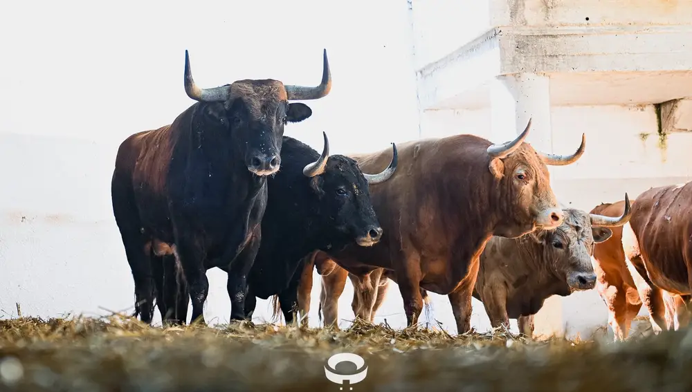 Toros de Álvaro Núñez