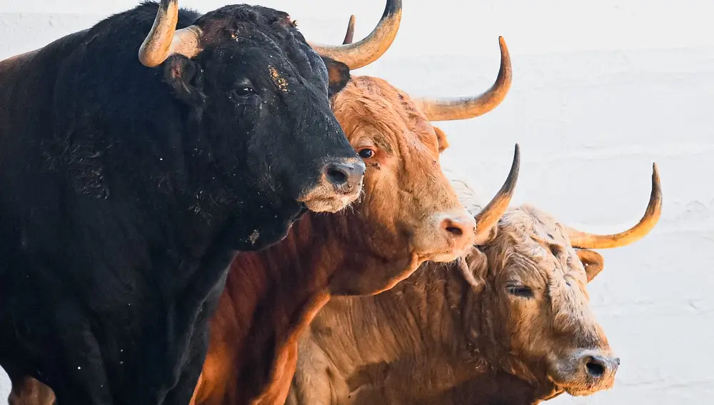 Toros de Álvaro Núñez