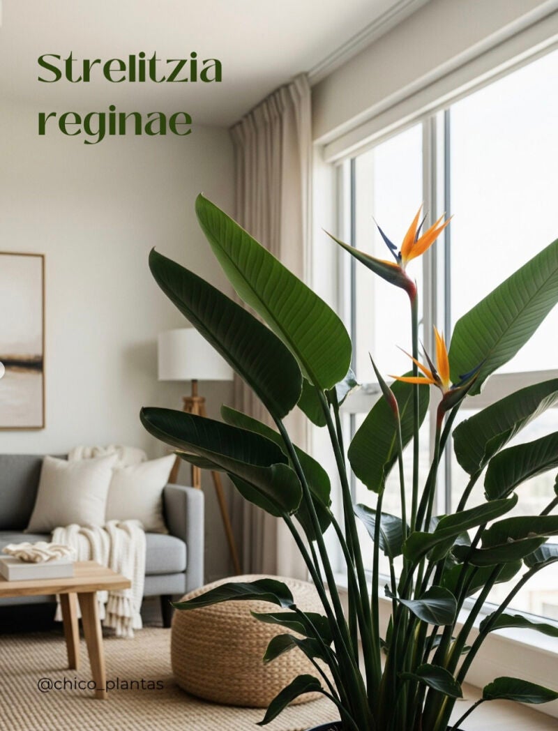Seis plantas que aguantan (casi) todo: Strelitzia Reginae