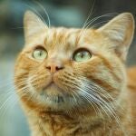 Pensaba que estaba teniendo un bonito momento con su mascota, pero era un gato naranja
