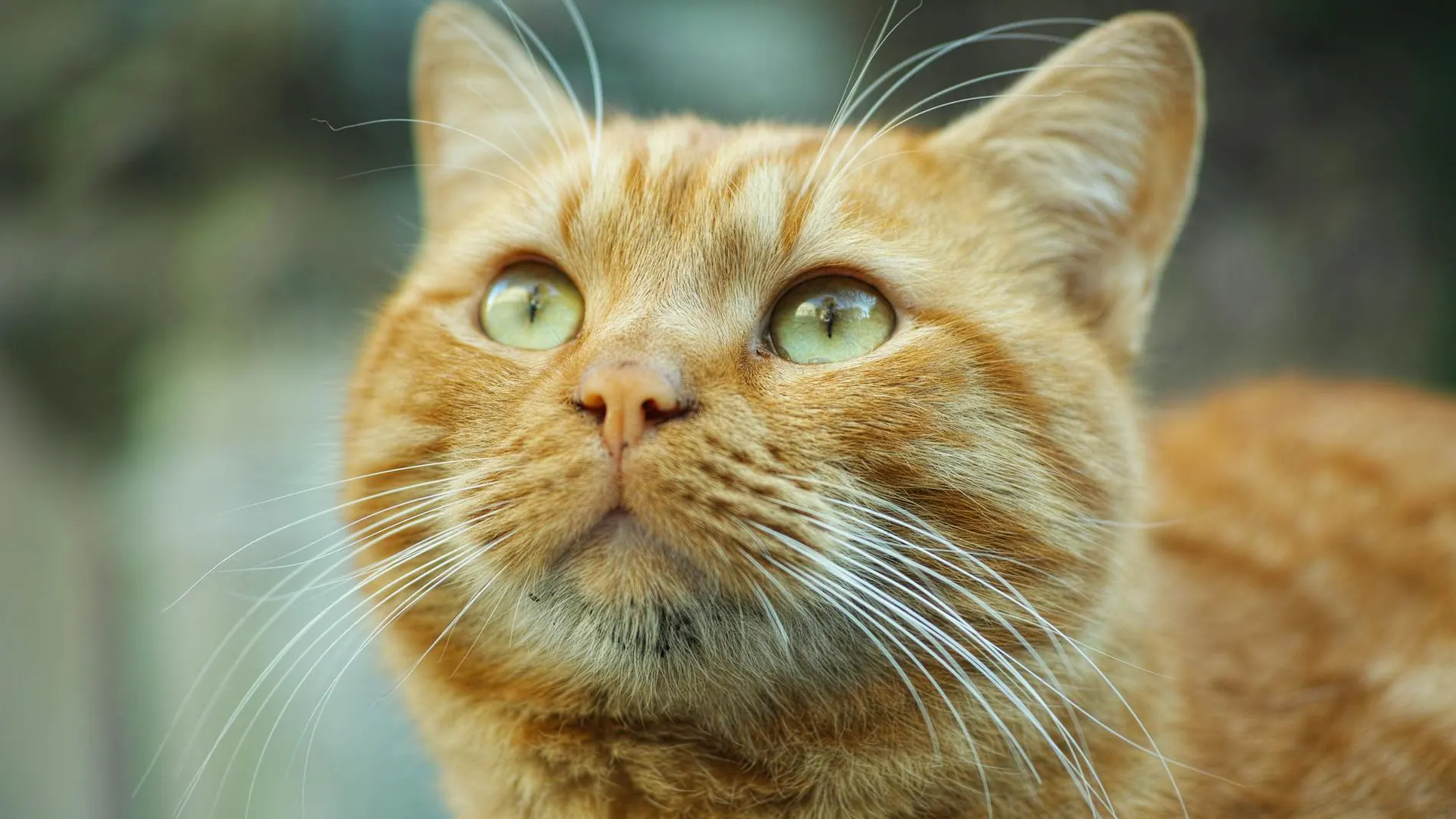 Pensaba que estaba teniendo un bonito momento con su mascota, pero era un gato naranja