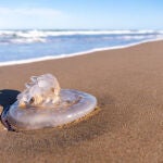Cómo actuar ante una picadura de medusa este verano