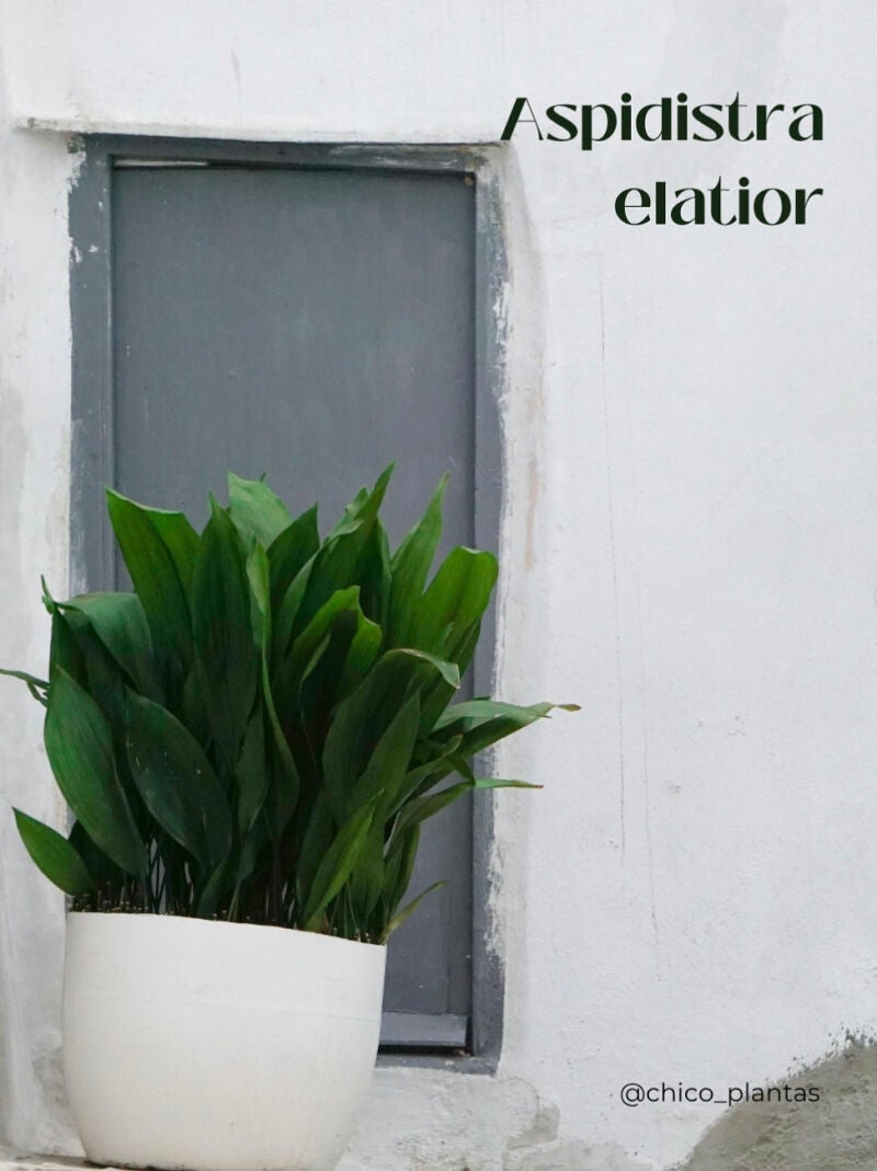 Seis plantas que aguantan (casi) todo: Aspidistra Elatior