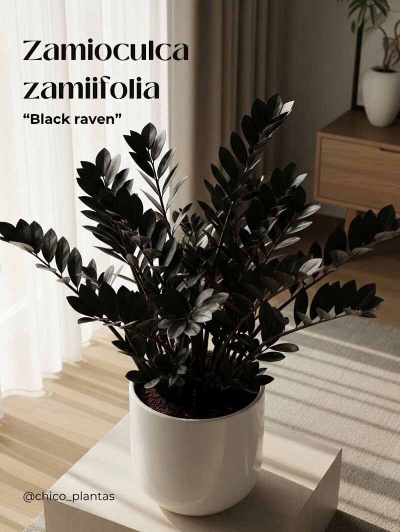 Seis plantas que aguantan (casi) todo: Zamioculca Zamiifolia