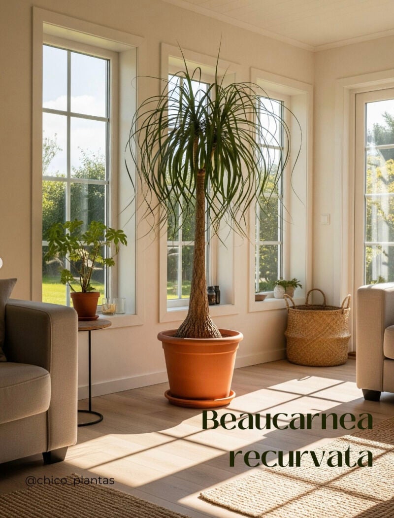 Seis plantas que aguantan (casi) todo: Beaucarnea Recurvata